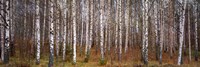 Silver birch trees in a forest, Narke, Sweden Fine Art Print