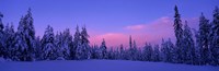 Forest In Winter, Dalarna, Sweden Fine Art Print