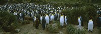 High angle view of a colony of King penguins, Royal Bay, South Georgia Island, Antarctica Fine Art Print