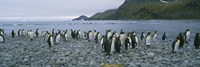 Colony of King Penguins, South Georgia Island, Antarctica Fine Art Print