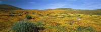 View Of Blossoms In A Poppy Reserve, Antelope Valley, Mojave Desert, California, USA Fine Art Print