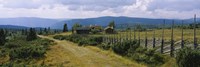 Farmhouses in a field, Gudbrandsdalen, Oppland, Norway Fine Art Print