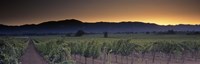 Vineyards on a landscape, Napa Valley, California, USA Fine Art Print