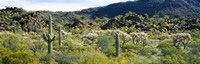 Saguaro cactus (Carnegiea gigantea) in a field, Sonoran Desert, Arizona, USA Fine Art Print