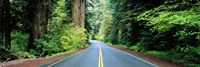 Road passing through a forest, Prairie Creek Redwoods State Park, California, USA Fine Art Print