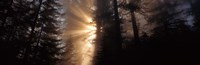 God Rays, Redwoods National Park, CA by Panoramic Images - 36" x 12"