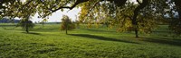 Trees In A Field, Aargau, Switzerland by Panoramic Images - 36" x 12"