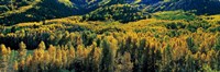 Autumn Aspens, Colorado, USA by Panoramic Images - 36" x 12"