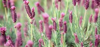 High angle view of Italian Lavender Fine Art Print