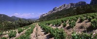 France, Provence, Dentelles de Montmiral, Vineyard on the mountain Fine Art Print