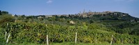 Low Angle View Of A Vineyard, San Gimignano, Tuscany, Italy by Panoramic Images - 36" x 12"
