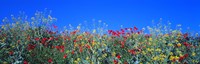 Poppy field Tableland N Germany Fine Art Print