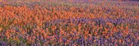 Texas Bluebonnets and Indian Paintbrushes in a field, Texas, USA Fine Art Print