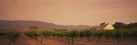 Trees In A Vineyards, Napa Valley, California, USA Fine Art Print