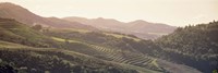 High angle view of a vineyard in a valley, Sonoma, Sonoma County, California, USA Fine Art Print
