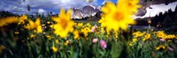 Daisies, Flowers, Field, Mountain Landscape, Snowy Mountain Range, Wyoming, USA, United States Fine Art Print