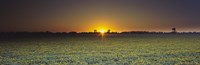 Field of Safflower at dusk, Sacramento, California, USA by Panoramic Images - 36" x 12"