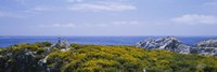 Sea gulls perching on rocks, Point Lobos State Reserve, Bird Island, California, USA Fine Art Print