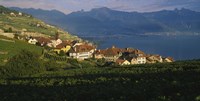 Village on a hillside, Rivaz, Lavaux, Switzerland Fine Art Print