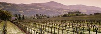 Vineyard on a landscape, Asti, California, USA Fine Art Print