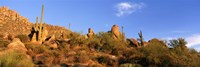 Saguaro Cactus, Sonoran Desert, Arizona, United States Fine Art Print