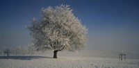 Cherry Tree in a Snowy Landscape, Aargau, Switzerland Fine Art Print