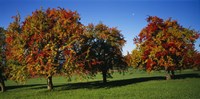 Pear trees in a field, Swiss Midlands, Switzerland Fine Art Print