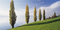 Switzerland, Lake Zug, Row of Populus Trees near a lake Fine Art Print