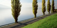 Trees along a lake, Lake Zug, Switzerland Fine Art Print