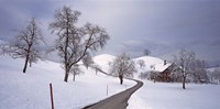 Switzerland, Canton of Zug, Linden trees on a snow covered landscape Fine Art Print