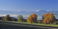Switzerland, Reusstal, Panoramic view of Pear trees in the Swiss Midlands Fine Art Print