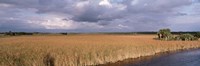 USA, Florida, Big Cypress National Preserve along Tamiami Trail Everglades National Park Fine Art Print