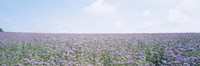 Field of Phacelia, Germany Fine Art Print