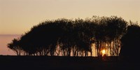Silhouette of trees, California, USA by Panoramic Images - 36" x 12"