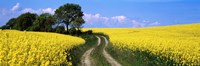 Canola, Farm, Yellow Flowers, Germany Fine Art Print