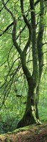 Moss Growing on a Beech Tree, Perthshire, Scotland Fine Art Print