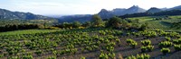 Vineyard Dentelles de Montmirail Vaucluse Provence France Fine Art Print
