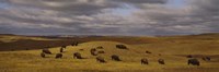 High angle view of buffaloes grazing on a landscape, North Dakota, USA Framed Print