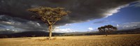 Tree w\storm clouds Tanzania by Panoramic Images - 36" x 12"