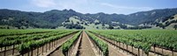 Rows of vine in a vineyard, Hopland, California Fine Art Print