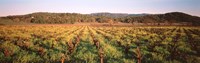 Vineyard in Hopland, California Fine Art Print