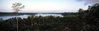 Trees in a forest, Amazon Rainforest, Amazon, Peru Fine Art Print