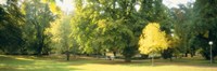 Trees in a park, Wiesbaden, Rhine River, Germany Fine Art Print