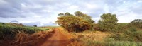 Dirt road passing through a agricultural field, Kauai, Hawaii, USA Fine Art Print