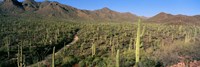 Saguaro National Park, Arizona Fine Art Print