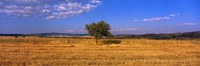 Wheat Field Central Anatolia Turkey Fine Art Print