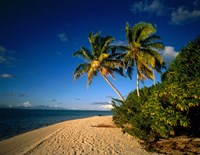 Palm trees and beach, Tahiti French Polynesia Fine Art Print