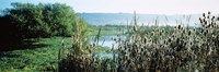 Plants in a marsh, Arcata Marsh, Arcata, Humboldt County, California, USA Fine Art Print