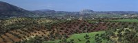 Olive Groves Andalucia Spain by Panoramic Images - 36" x 12"