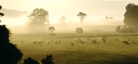 Farmland & Sheep Southland New Zealand Fine Art Print